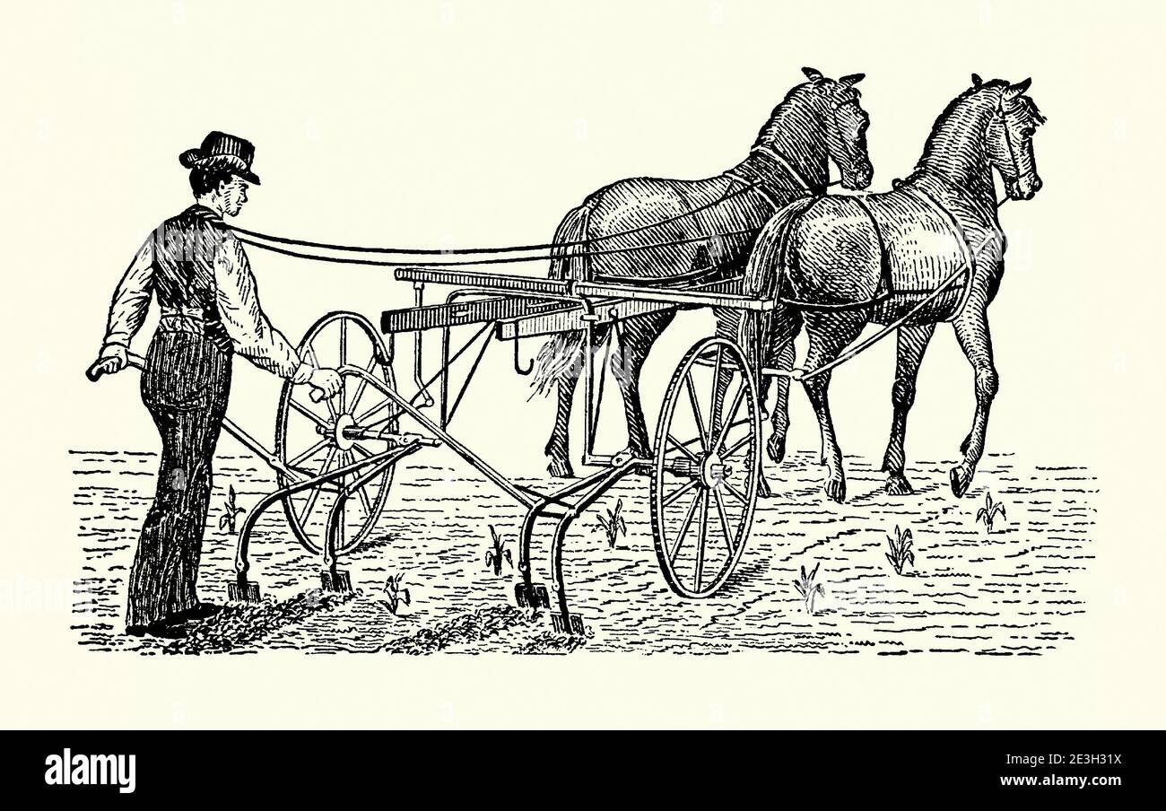Une vieille gravure d'un cultivateur de marche à cheval. Il est issu d'un livre victorien d'ingénierie mécanique des années 1880. Un cultivateur est un type d'outil agricole utilisé pour agiter, labourer et préparer le sol prêt pour la plantation ou pour perturber le sol entre les rangées de récolte afin de perturber la croissance des mauvaises herbes. Le nom peut faire référence à des cadres avec des dents (également appelées tiges) qui percent le sol lorsqu'ils sont glissés à travers lui. Certaines machines utilisent des disques rotatifs ou des dents pour obtenir le même résultat. Les cultivateurs à pied ont été remplacés par des versions plus lourdes et à roulement, en particulier lorsque les champs étaient plus grands. Banque D'Images