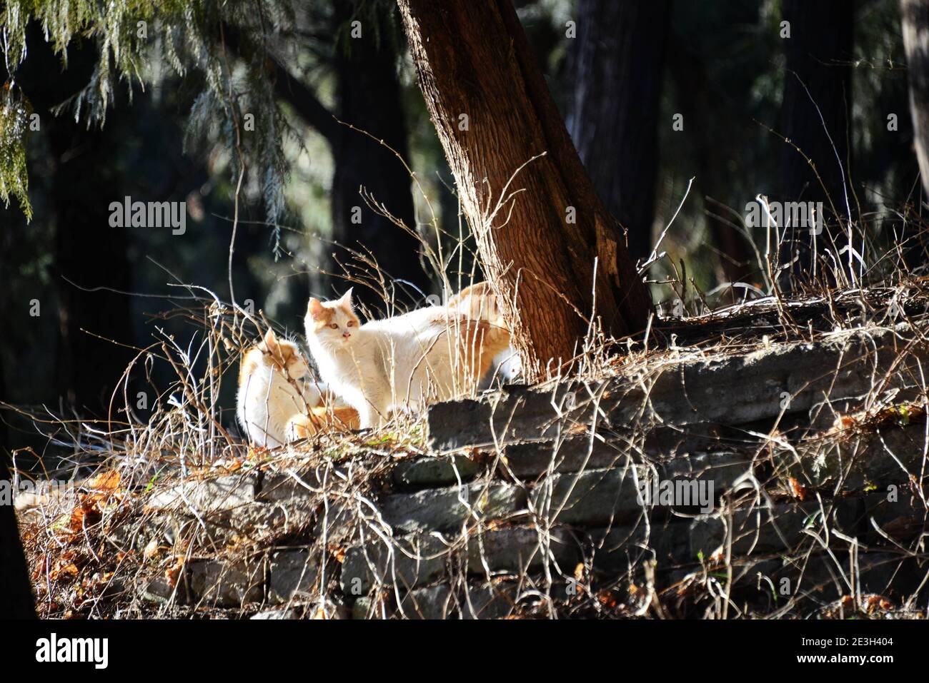 Haidian, Haidian, Chine. 19 janvier 2021. Beijing, CHINE-le 17 janvier 2021, le premier jour du « quarante-neuvième » terme solaire à Pékin, le temps était beau.les chats errants se prélassent dans le soleil d'hiver chaud sur la colline de Wanshou dans le Palais d'été. Crédit : SIPA Asia/ZUMA Wire/Alay Live News Banque D'Images