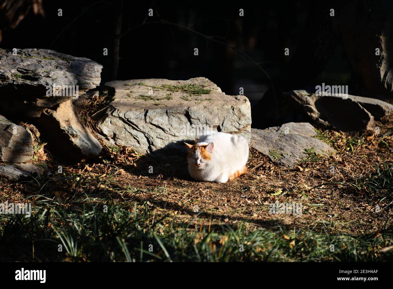 19 janvier 2021, Haidian, Haidian, Chine: Beijing, CHINE-le 17 janvier 2021, le premier jour du ''quarante-neuvième'' terme solaire à Pékin, le temps était bon... les chats errants se prélassent dans le soleil d'hiver chaud sur la colline de Wanshou dans le Palais d'été. (Image crédit: © SIPA Asia via ZUMA Wire) Banque D'Images