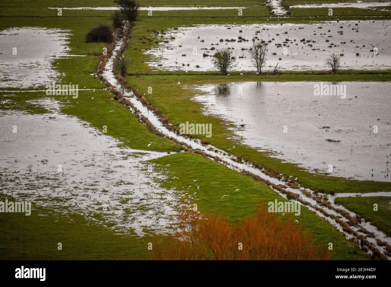 Les champs ont été inondés à travers les niveaux du Somerset près de Burrowbridge, où l'eau de surface est déjà élevée par endroits. Date de la photo: Mardi 19 janvier 2021. Banque D'Images