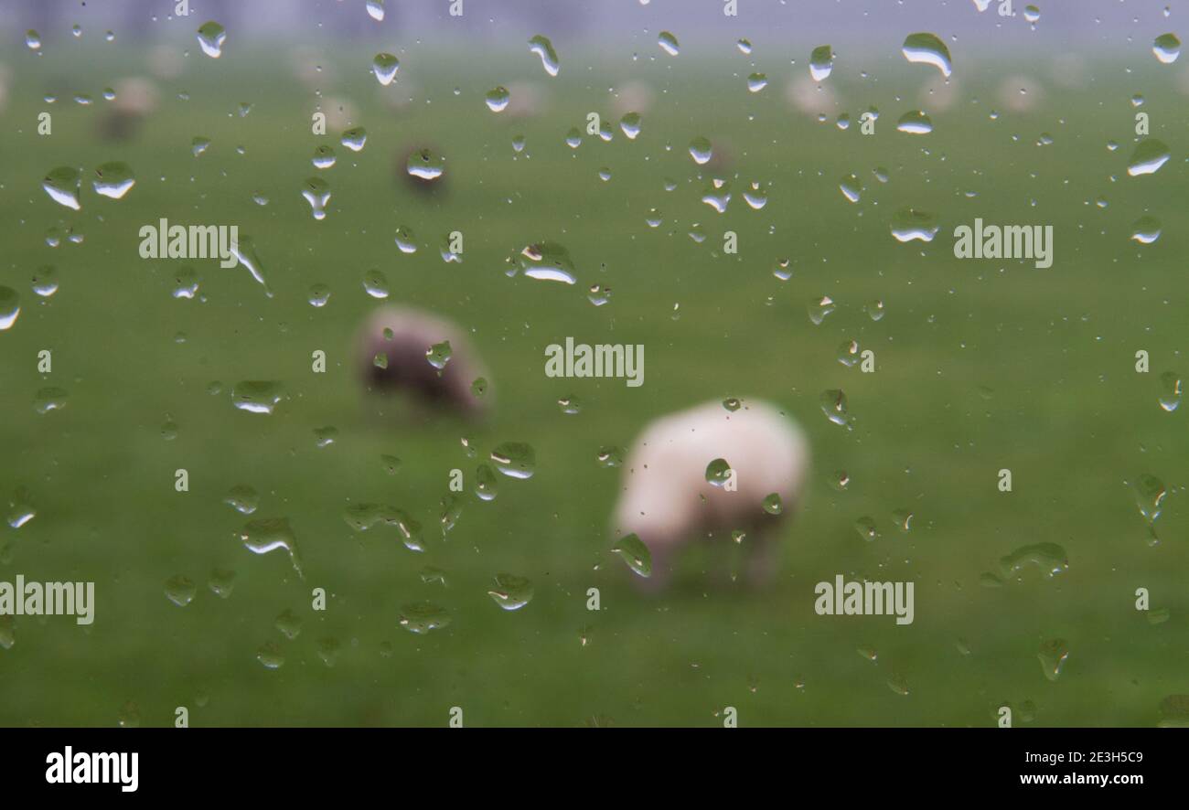 Gouttes de pluie sur la fenêtre. Vue floue à travers une fenêtre sur un pré avec des moutons. Banque D'Images