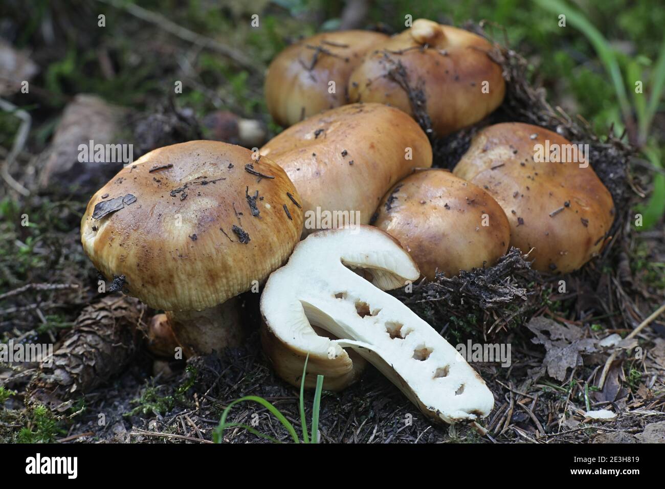 Russula foetens, connu sous le nom de Russula puant ou Brittlegill puant, de la Finlande aux champignons sauvages Banque D'Images