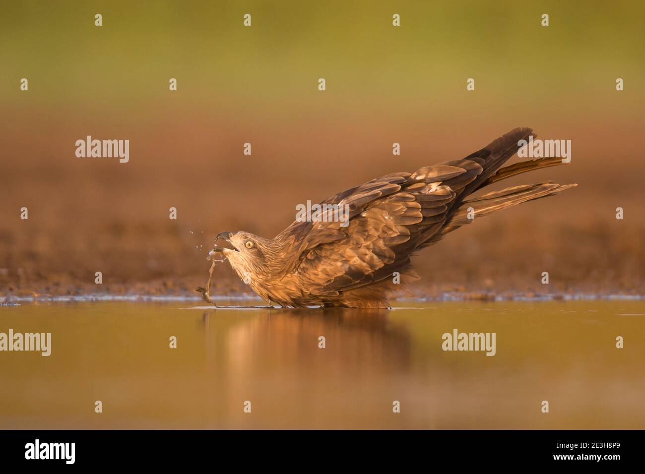 Cerf-volant noir (Milvus migrans) photographié en vol à la réserve naturelle d'Ein Afek, Israël, en octobre Banque D'Images