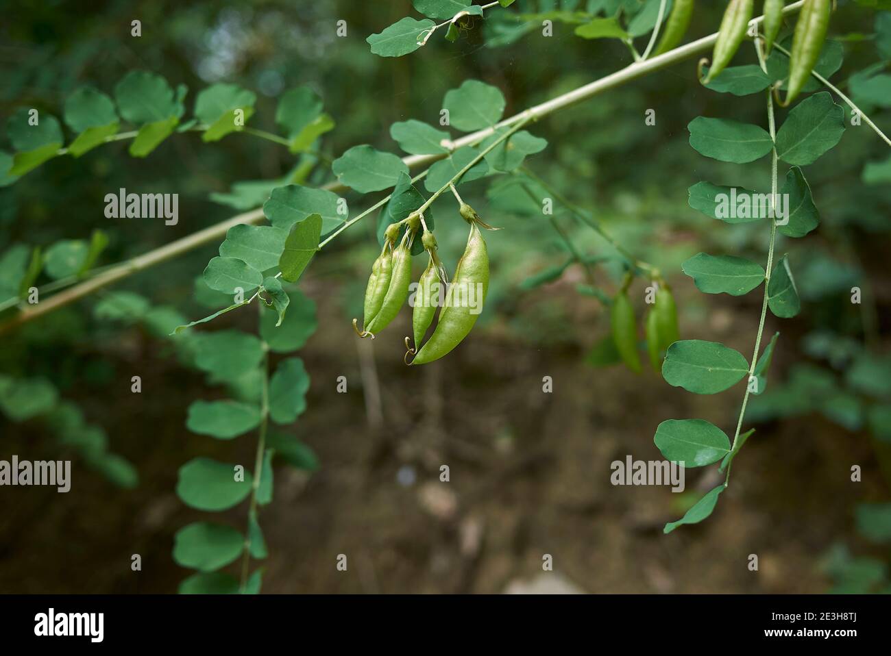 Colutea arborescens fleur et fruit gros plan Banque D'Images