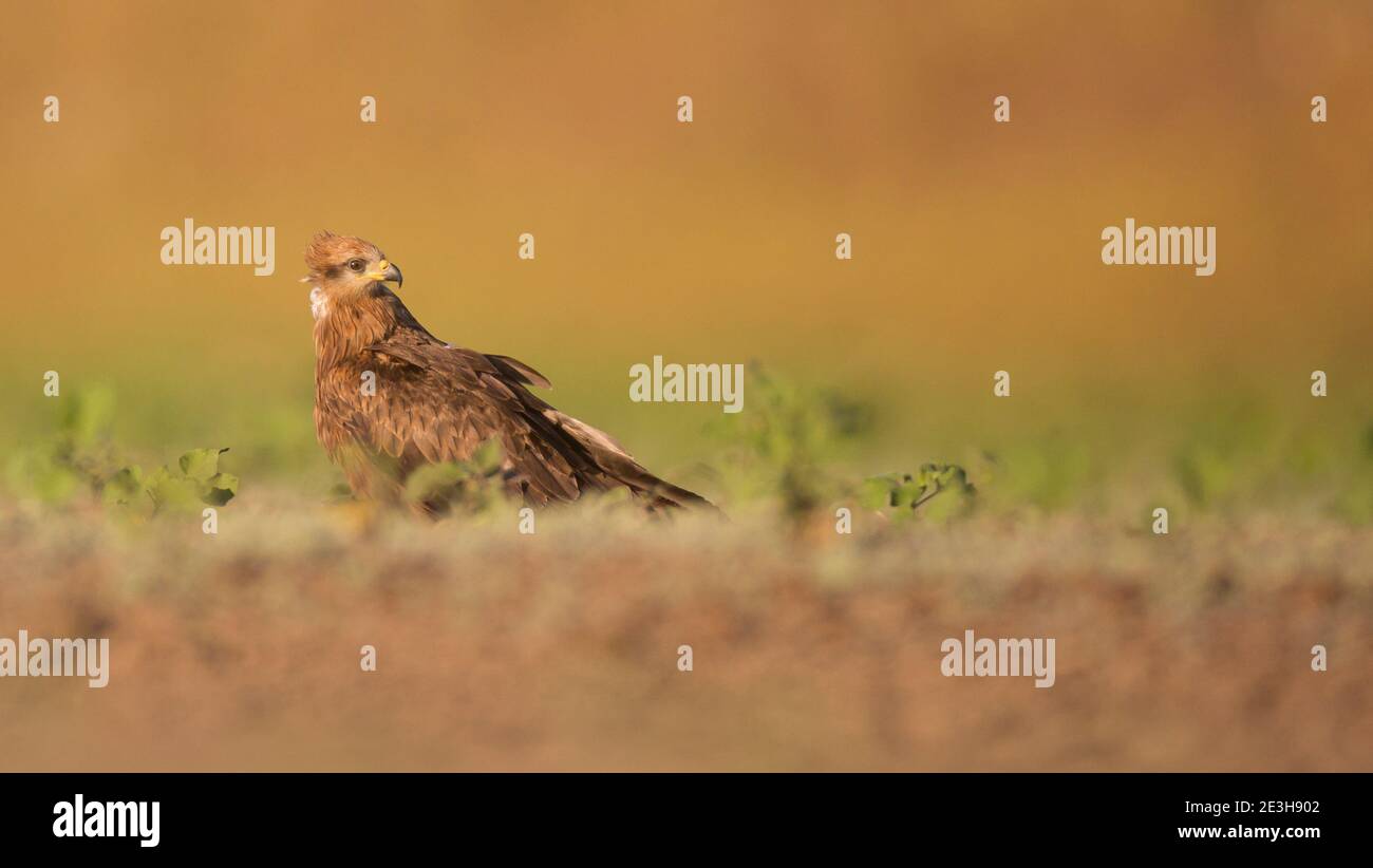 Cerf-volant noir (Milvus Migrans) près de l'eau photographié dans la réserve naturelle d'Ein Afek, Israël, en octobre Banque D'Images