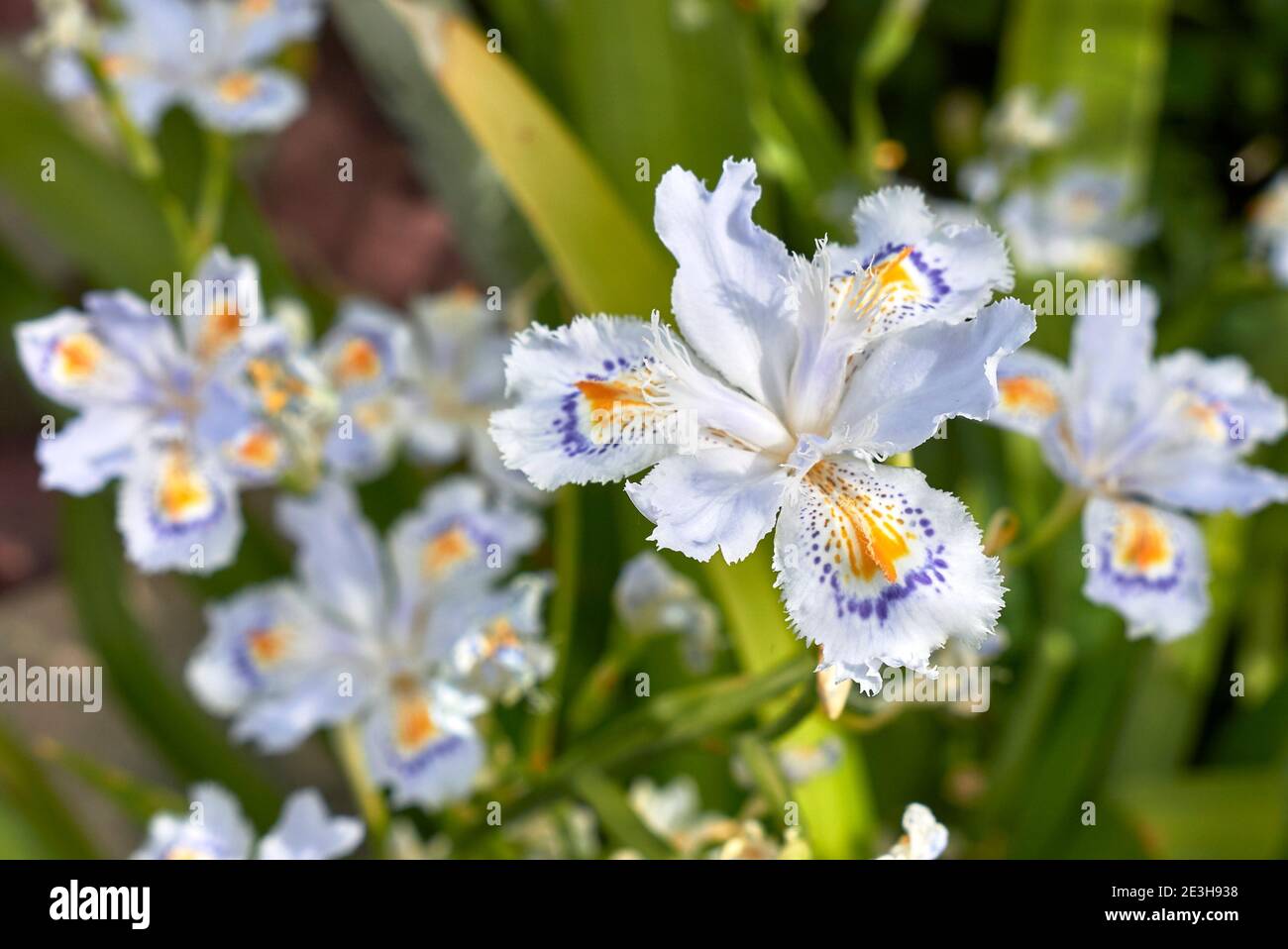Iris japonica fleurs colorées gros plan Banque D'Images