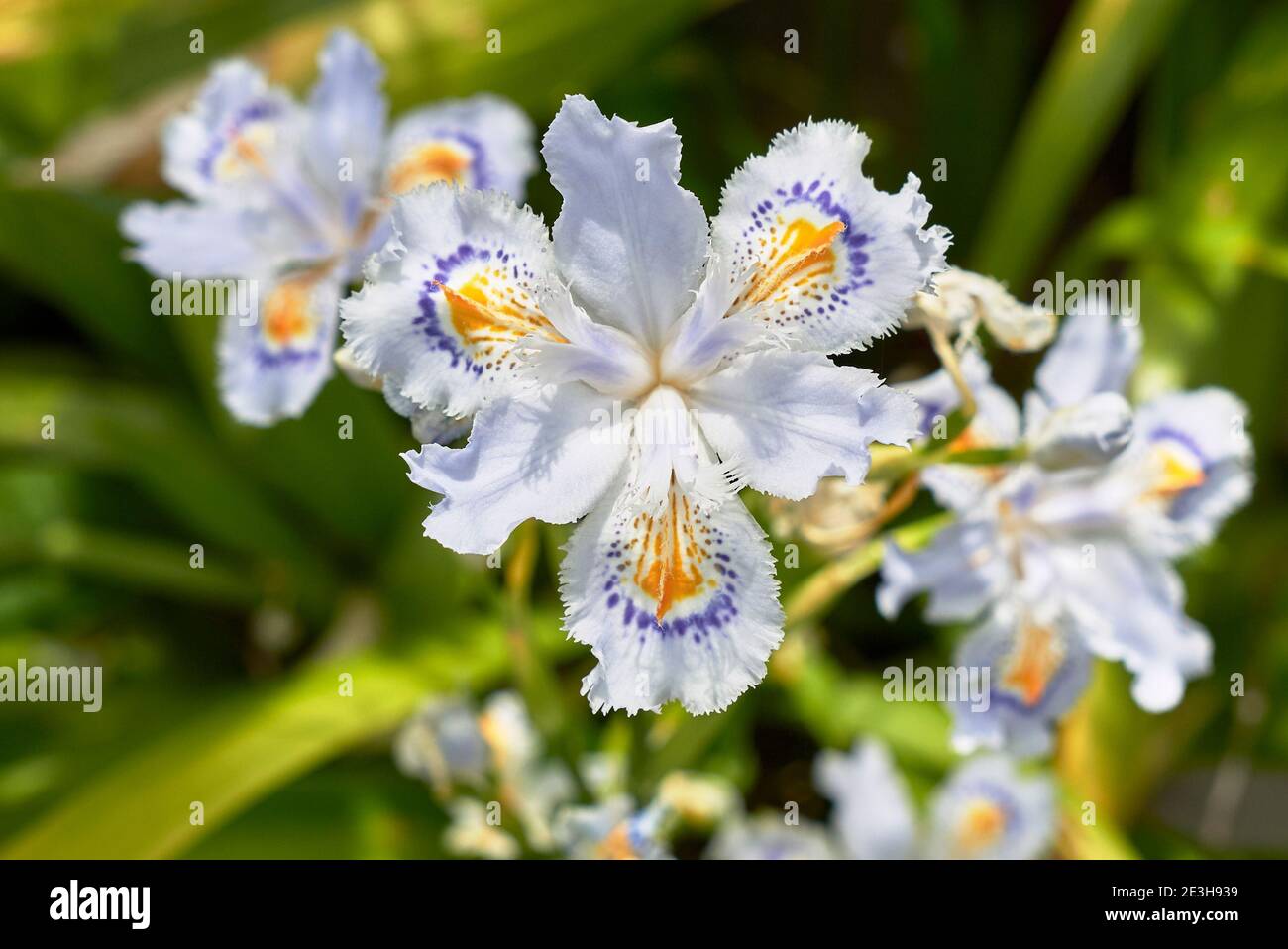 Iris japonica fleurs colorées gros plan Banque D'Images