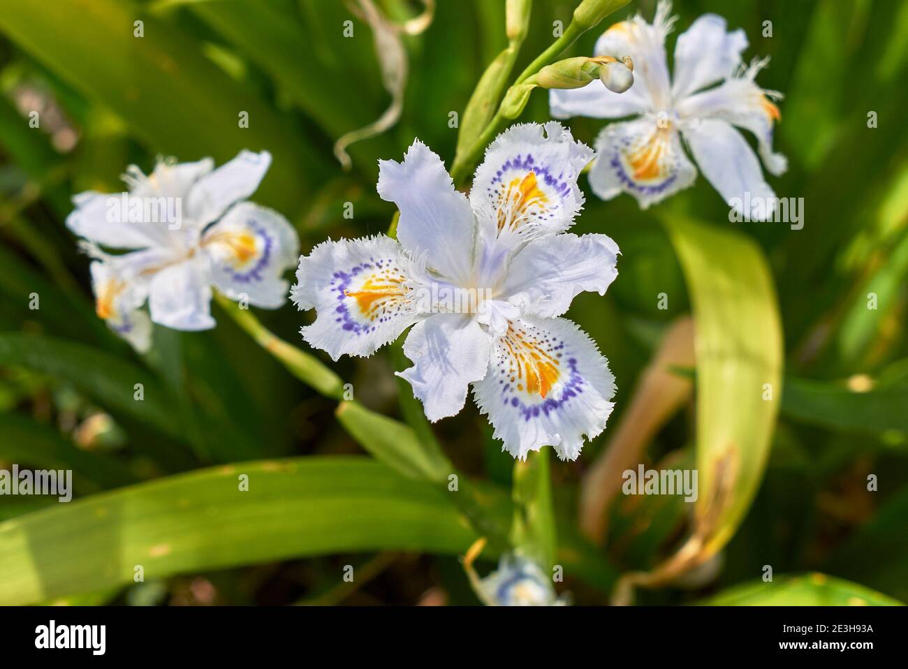 Iris japonica fleurs colorées gros plan Banque D'Images