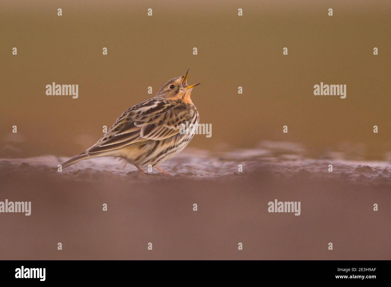 pipit à gorge rouge (Anthus cercinus) au sol. Ce petit oiseau de passereau se reproduit dans l'extrême nord de l'Europe et de l'Asie, avec un pied dans le nord Banque D'Images
