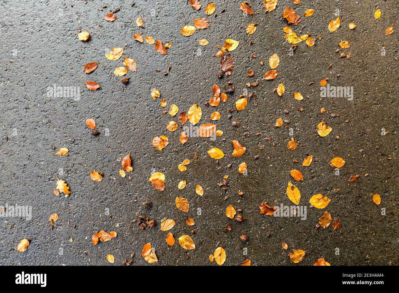 Motif espiègle de feuilles d'automne tombé sur une route de campagne Banque D'Images