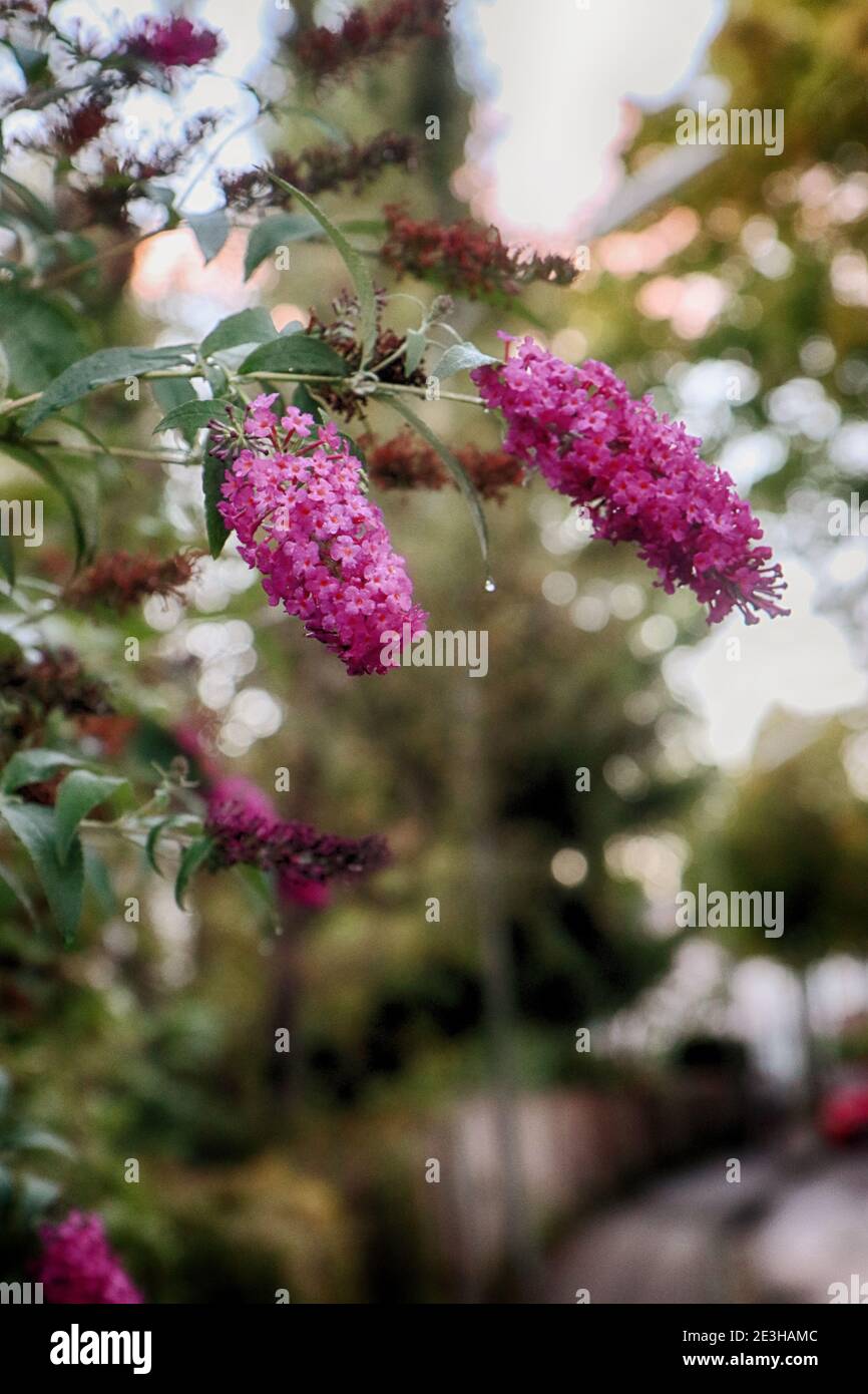 Fleurs lilas de couleur violet profond dans le jardin, flou artistique, arrière-plan flou Banque D'Images