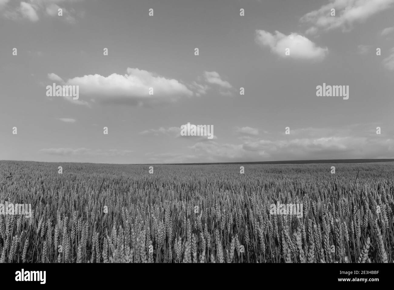 Champ de blé vert le jour ensoleillé, ciel bleu avec des nuages.Amazing nature concept.campagne maquette bannière, fond d'écran Banque D'Images