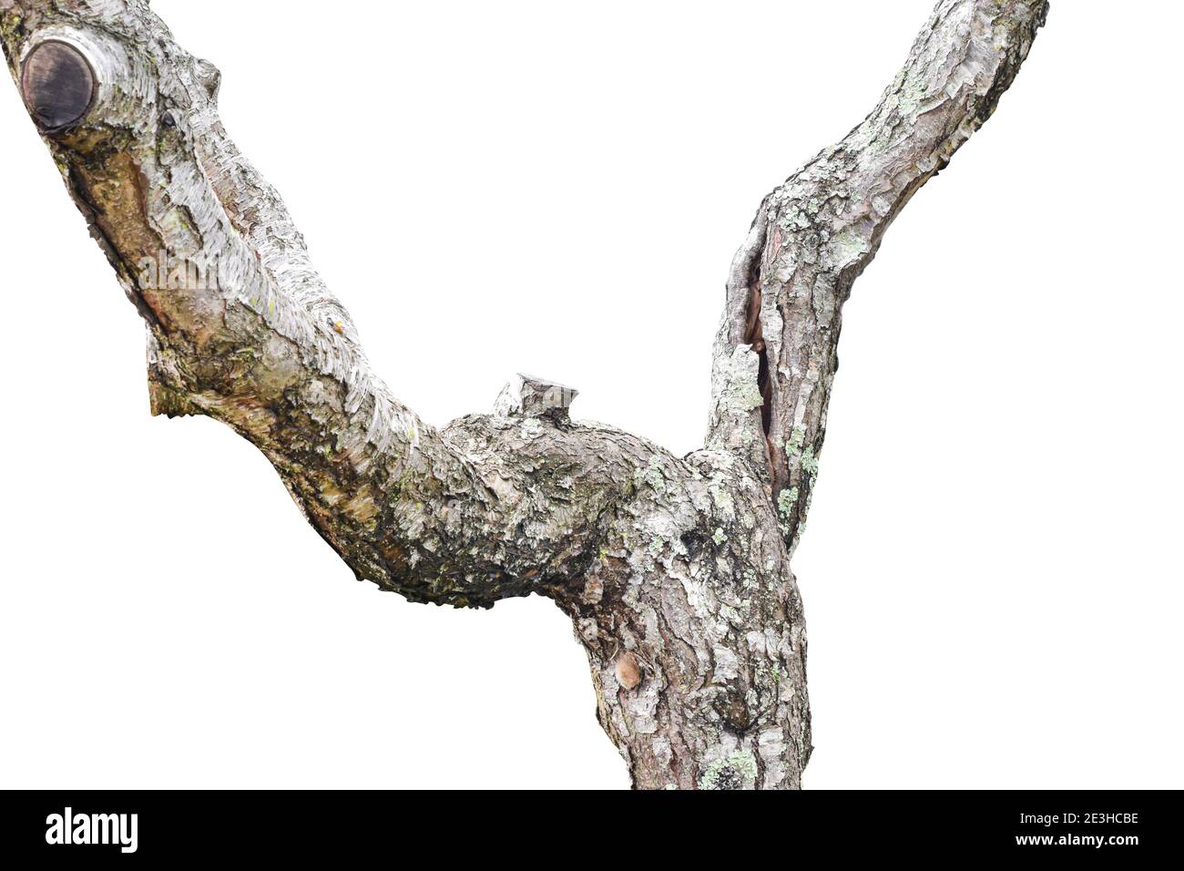 Tronc d'arbre naturel isolé sur fond blanc. Objet avec masque. Banque D'Images