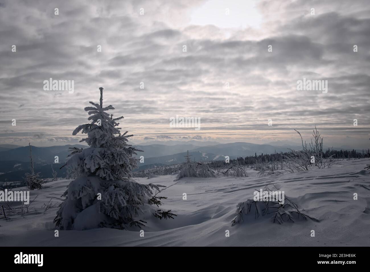 Hiver dans les montagnes. Un arbre de Noël avec de la neige au premier plan. Givré en Pologne, Beskid Slaski. Banque D'Images