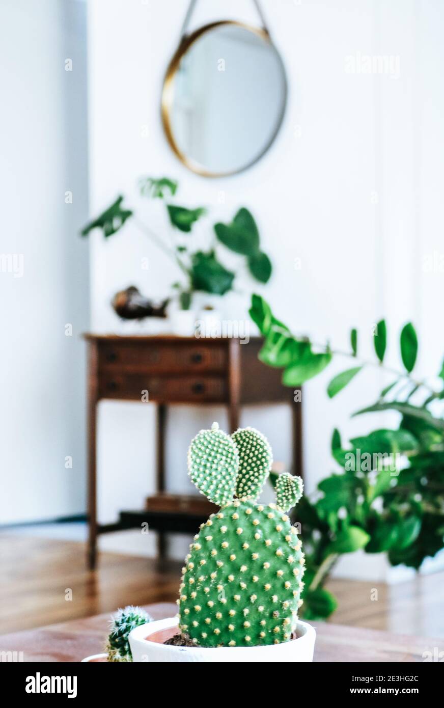 Groupe de plusieurs plantes de Monstera et de cactus sur un bois table avec miroir rond accroché à une sangle en cuir devant un mur blanc Banque D'Images