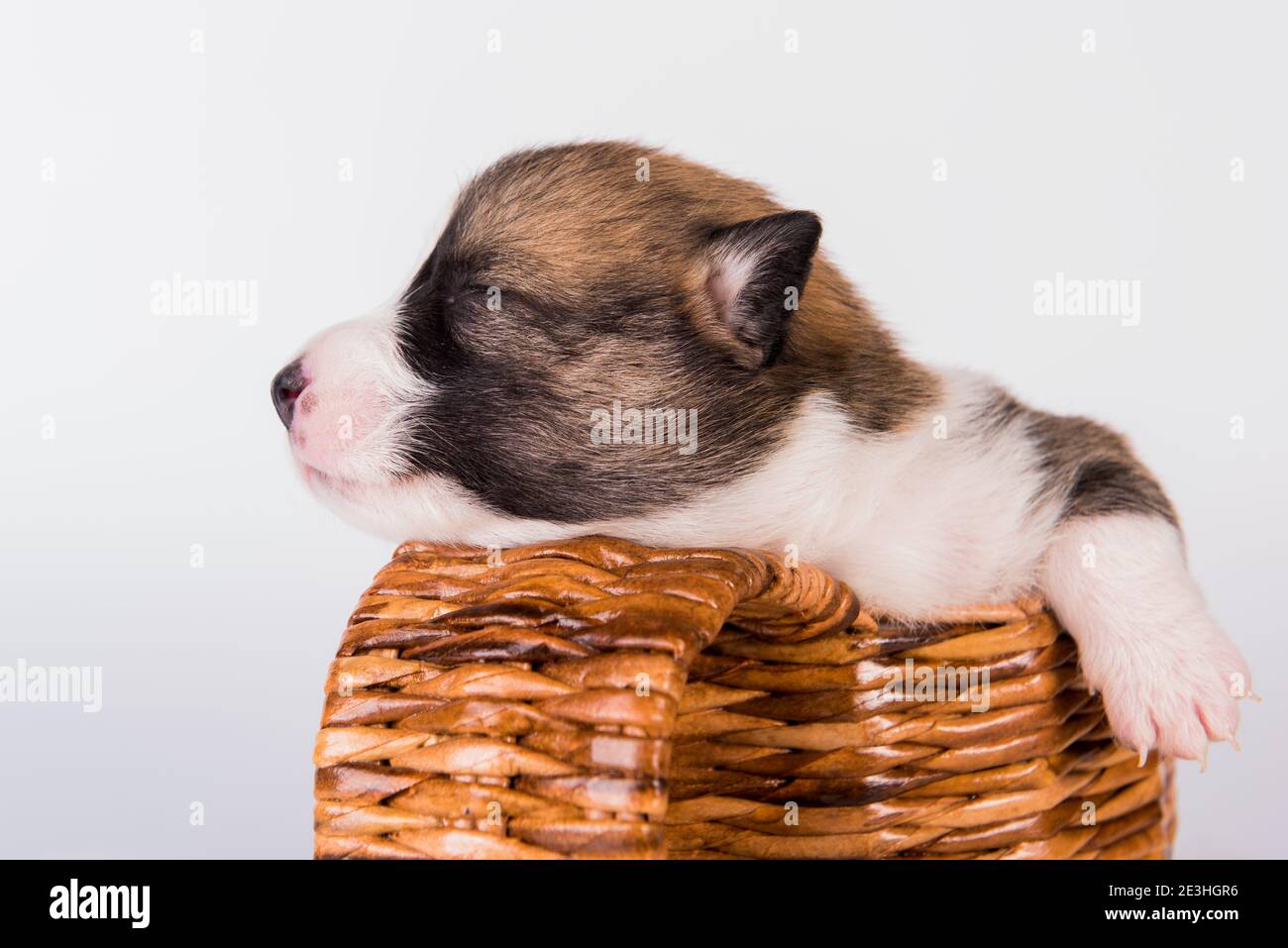Drôle Pembroke gallois chien de chiot Corgi sur le panier Banque D'Images