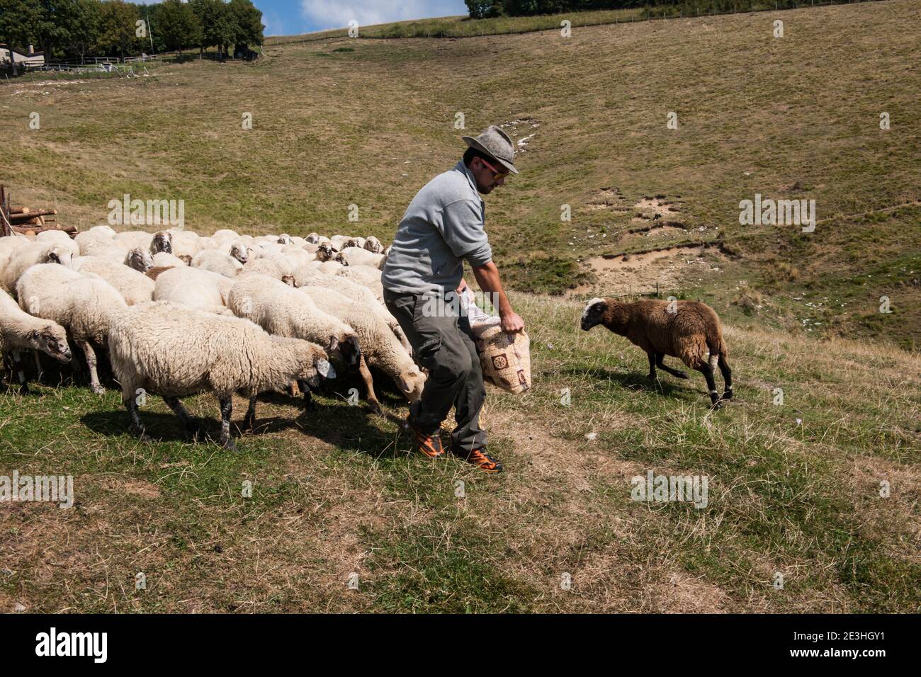 Altopiano del Cansiglio - Altopiano del Cansiglio - un berger emmène ses moutons à gratter sur l'Altopiano del Cansiglio, où il a 13 hectares de la Banque D'Images