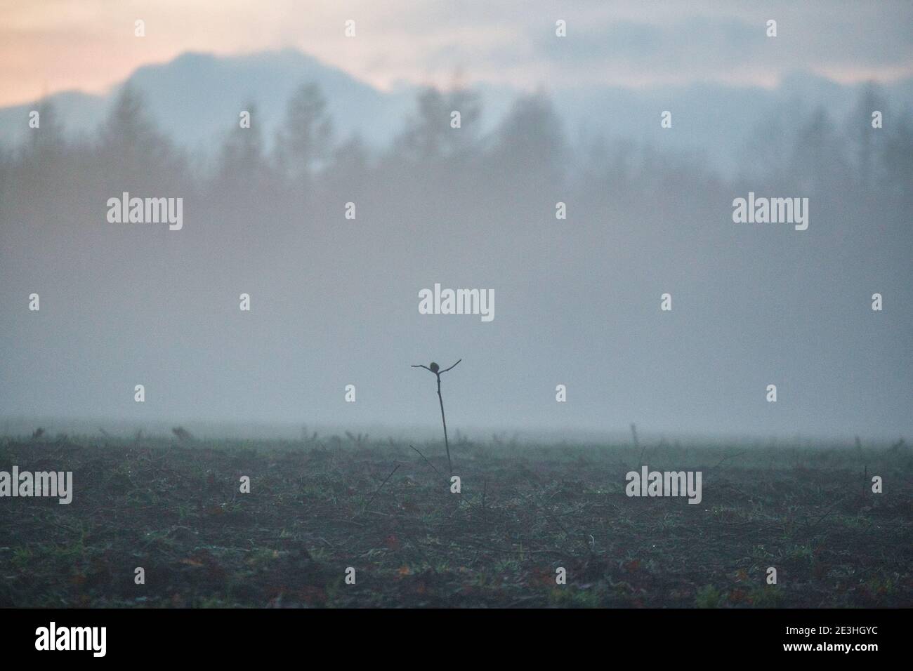 Paysage en soirée avec brouillard et coucher de soleil Banque D'Images