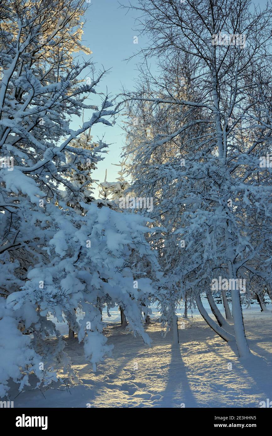 Envoyant de longues ombres d'hiver dans la neige, un soleil lumineux et bas brille à travers une zone boisée enneigée sur la petite exploitation de landes Banque D'Images