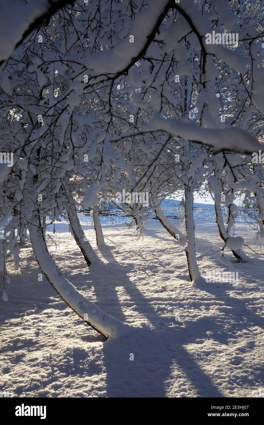 Envoyant de longues ombres d'hiver dans la neige, un soleil lumineux et bas brille à travers une zone boisée enneigée sur la petite exploitation de landes Banque D'Images