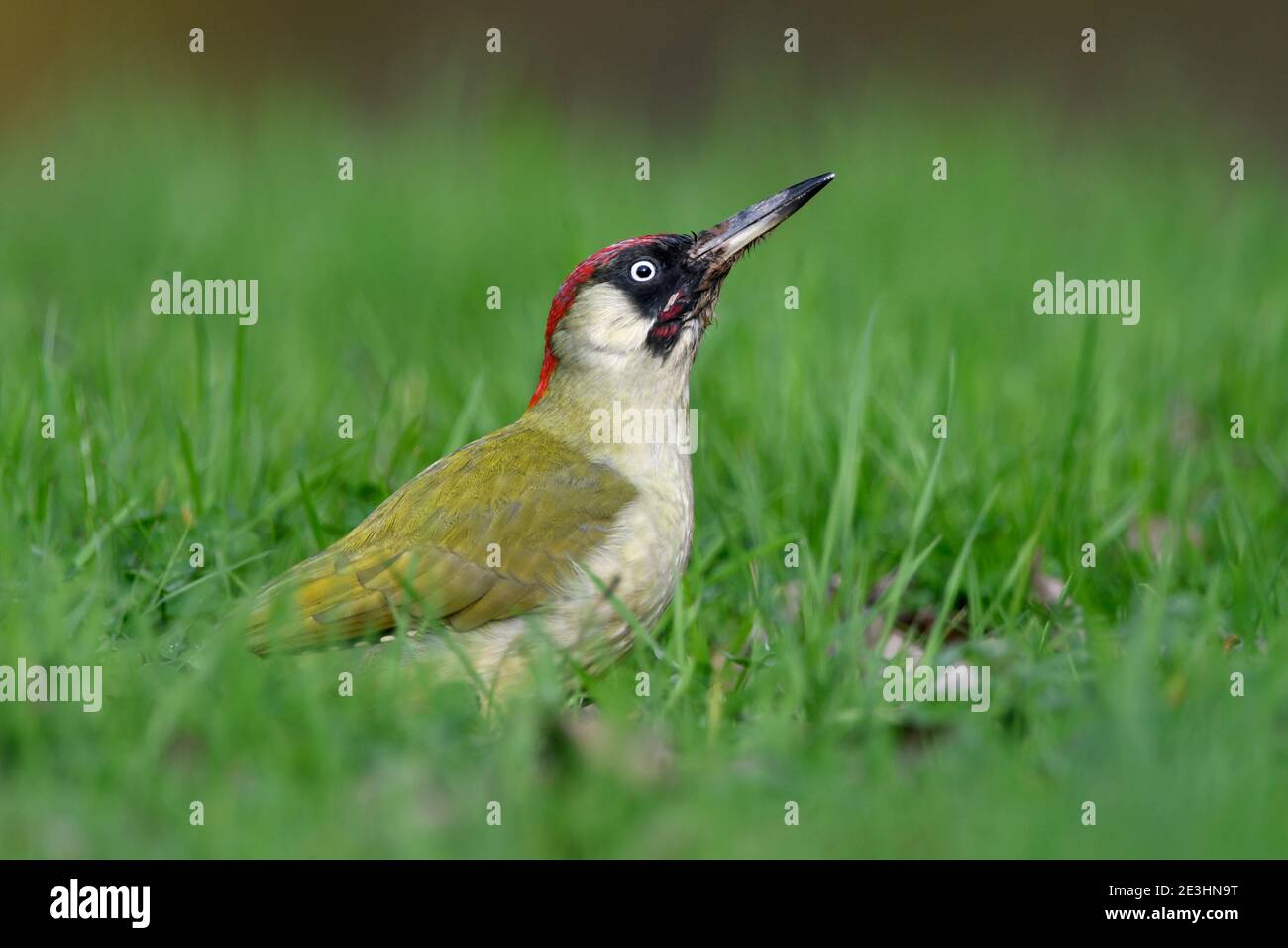Green Woodpecker (Picus viridis) femelle et mâle debout sur un sol herbacé, pays de Galles, novembre Banque D'Images
