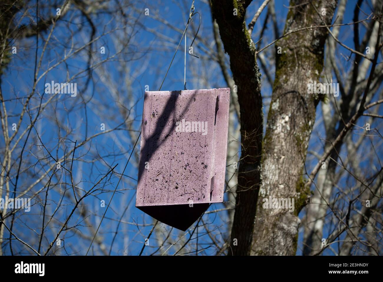 Piège dans un frêne pour attraper des coléoptères Banque D'Images