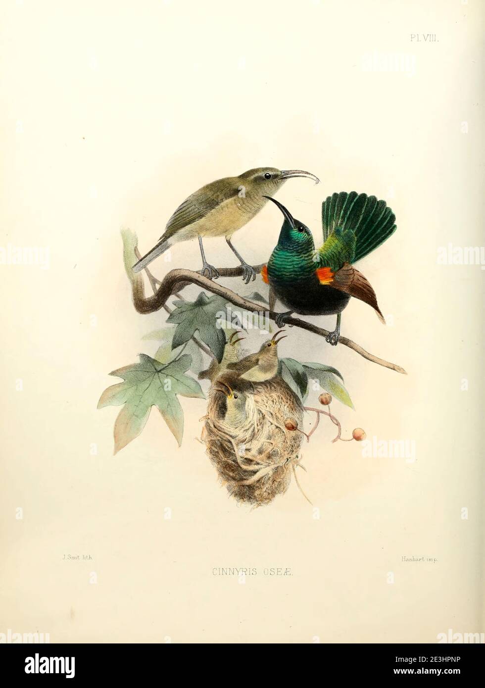 Les oiseaux de soleil de Palestine mâles et femelles (Cinnyris osea [ici Cynniris oseae]) sont un petit oiseau de passereau de la famille des oiseaux de soleil qui se trouve dans certaines parties du Moyen-Orient et de l'Afrique subsaharienne. Il est également connu sous le nom de sunbird à touffeté orange, issu du levé de l'ouest de la Palestine. La faune et la flore de Palestine par Tristram, H. B. (Henry Baker), 1822-1906 publié par le Comité du Fonds d'exploration de Palestine, Londres, 1884 Banque D'Images