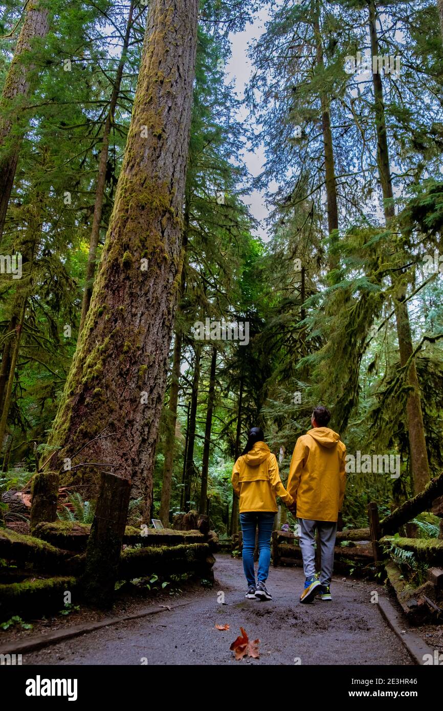Île de Vancouver, Canada, parc Cathedral Grove Île de Vancouver forêt du Canada avec d'énormes Douglas et des gens dans un manteau de pluie jaune, imperméable. Île de Vancouver, forêt tropicale avec d'énormes bois Banque D'Images