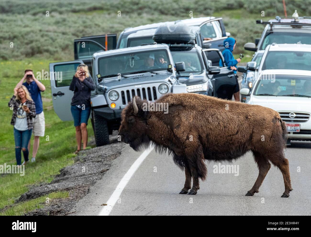 North American Bison causer un embouteillage alors qu'ils traversent la route principale à travers la Hayden Valley, le Parc National de Yellowstone, Wyoming, USA. Banque D'Images