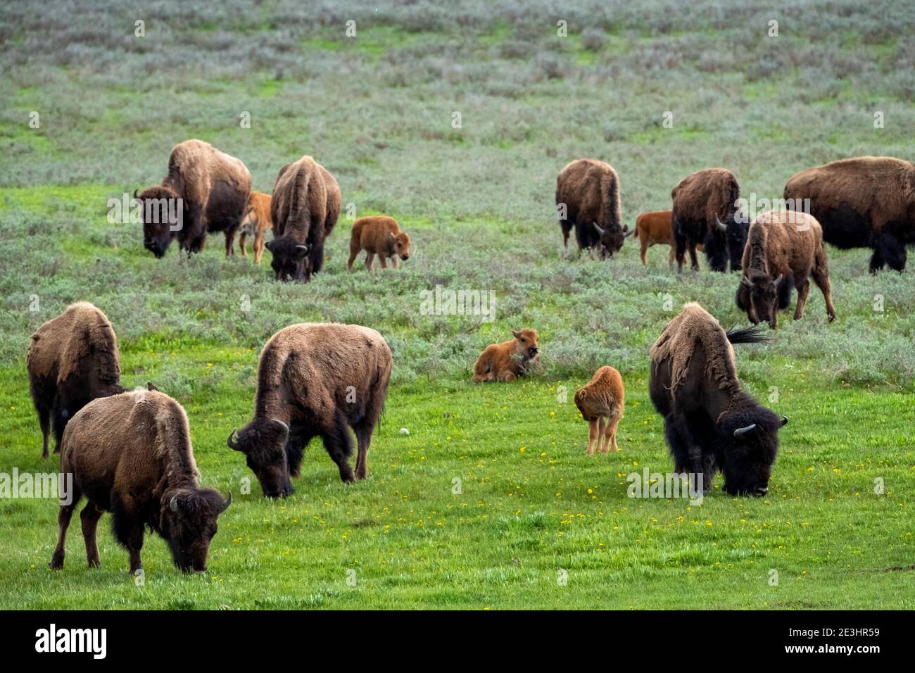 Bison nord-américaine paître dans la vallée de Hayden, Yellowstone Park, Wyoming, États-Unis. Banque D'Images