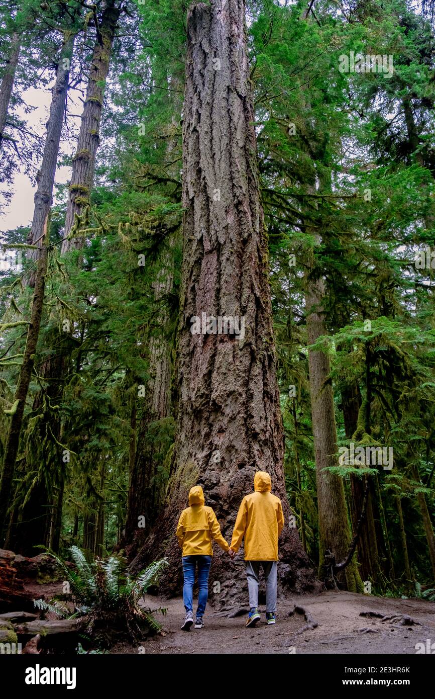 Île de Vancouver, Canada, parc Cathedral Grove Île de Vancouver forêt du Canada avec d'énormes Douglas et des gens dans un manteau de pluie jaune, imperméable. Île de Vancouver, forêt tropicale avec d'énormes bois Banque D'Images