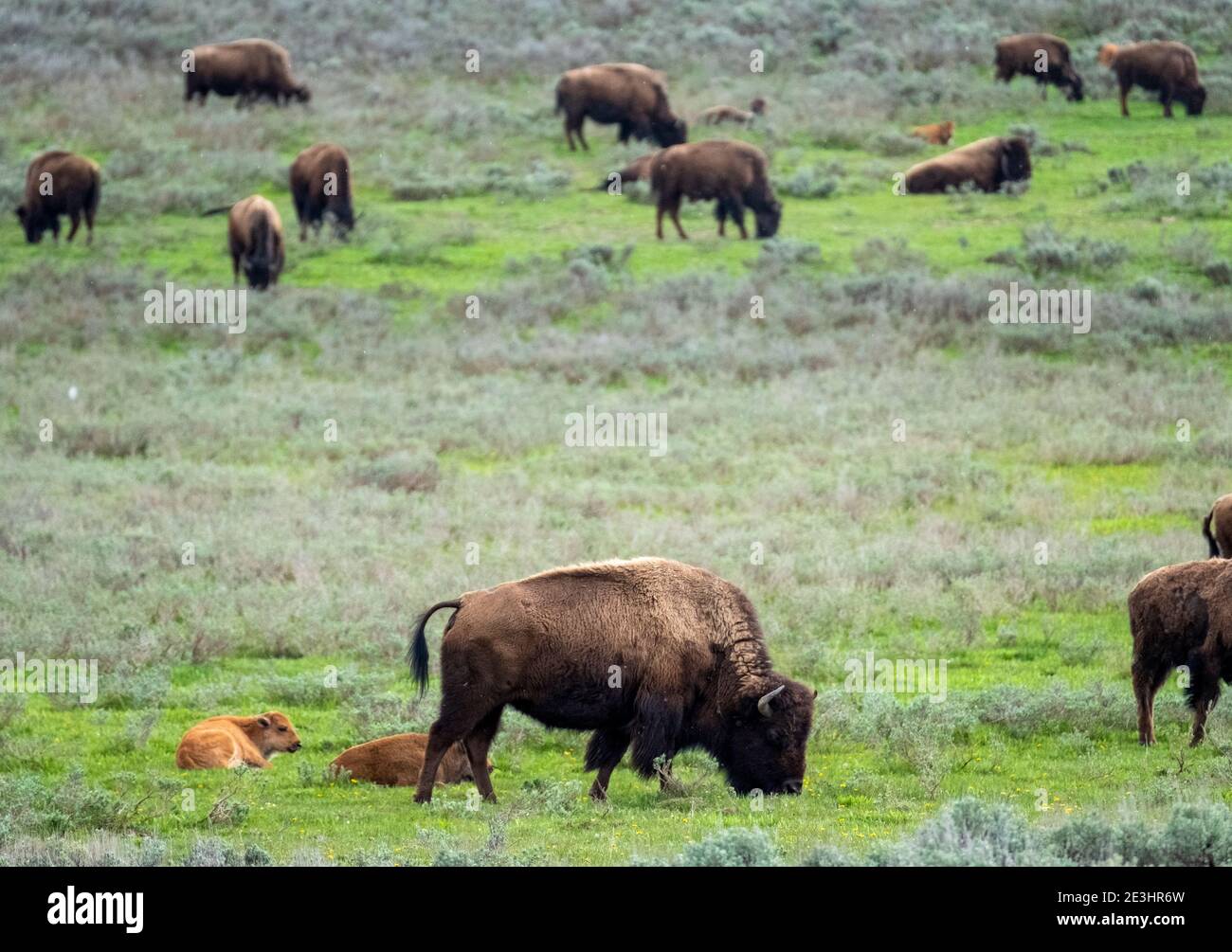 Bison nord-américaine paître dans la vallée de Hayden, Yellowstone Park, Wyoming, États-Unis. Banque D'Images