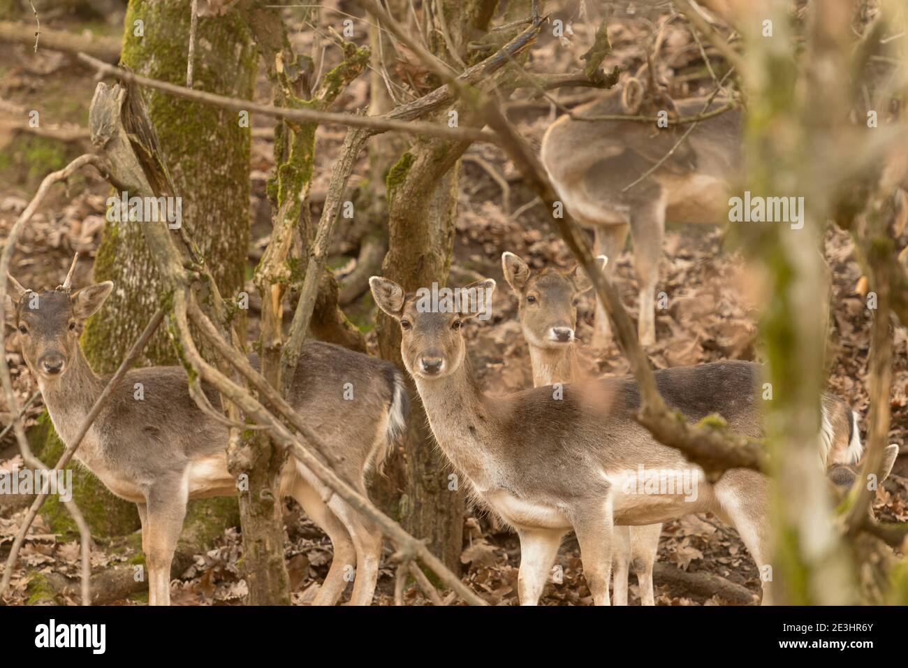 Groupe de cerfs à un portrait de forêt. Banque D'Images