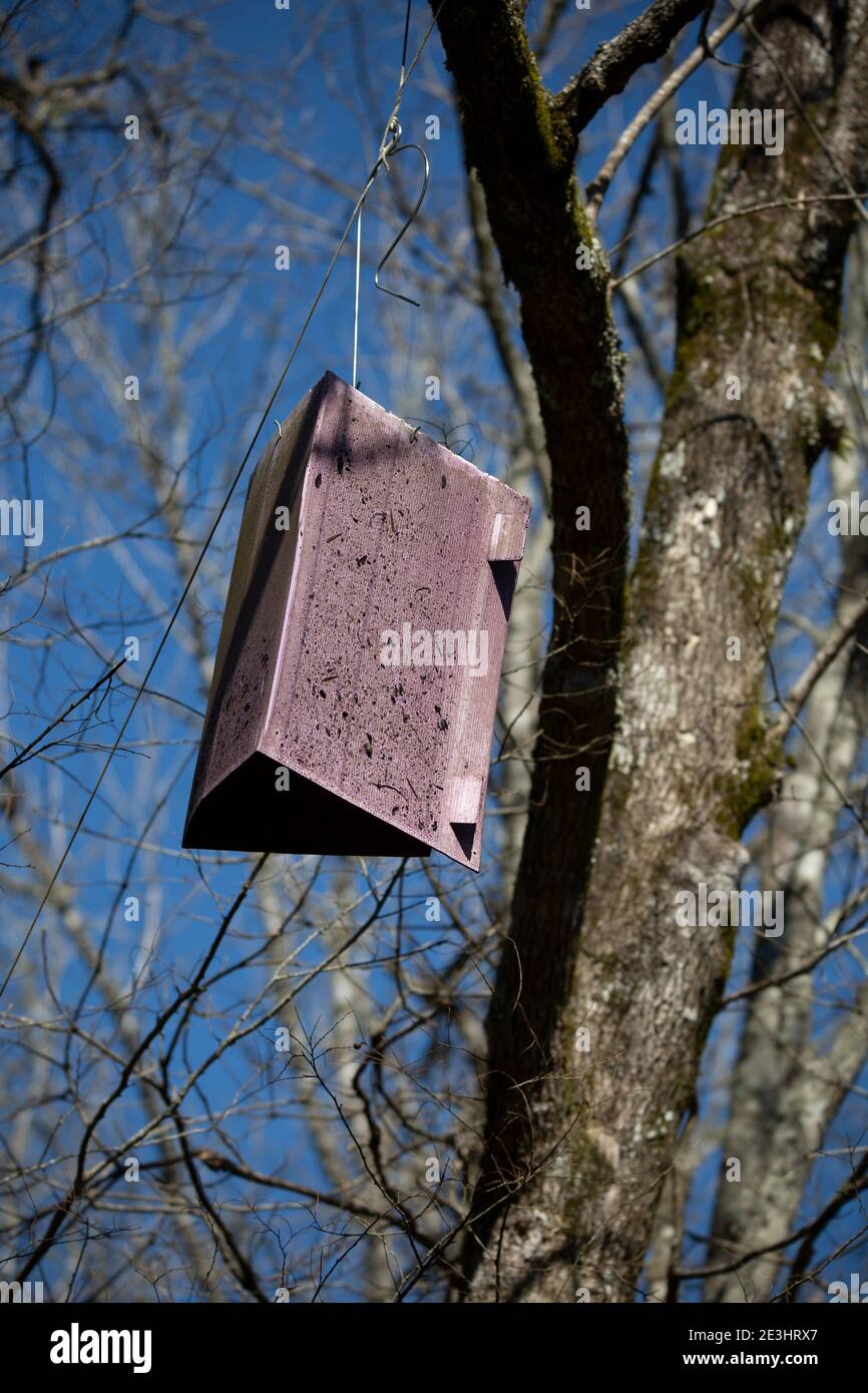 Piège dans un frêne pour attraper des coléoptères Banque D'Images