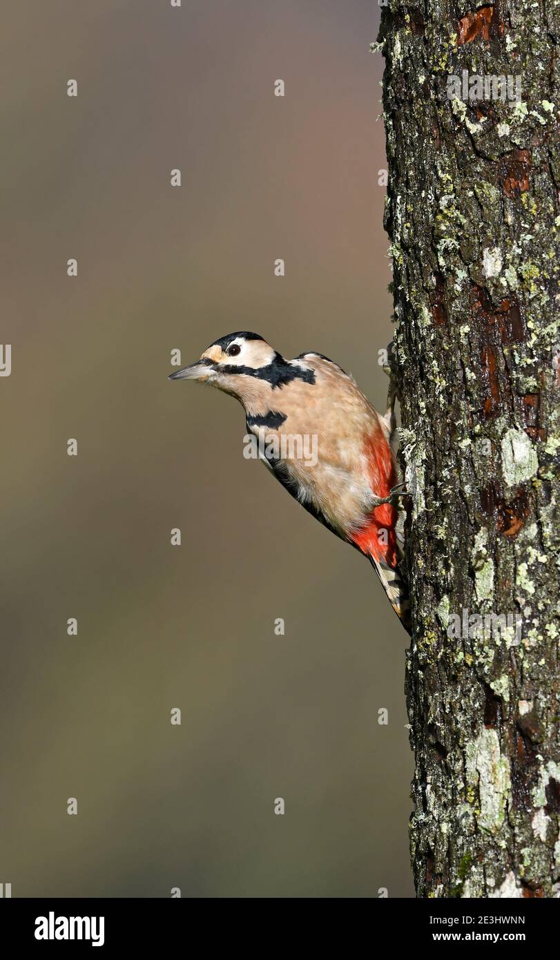 Grand pic tacheté (Dendrocopos Major) mâle perché sur le tronc d'arbre, pays de Galles, octobre Banque D'Images