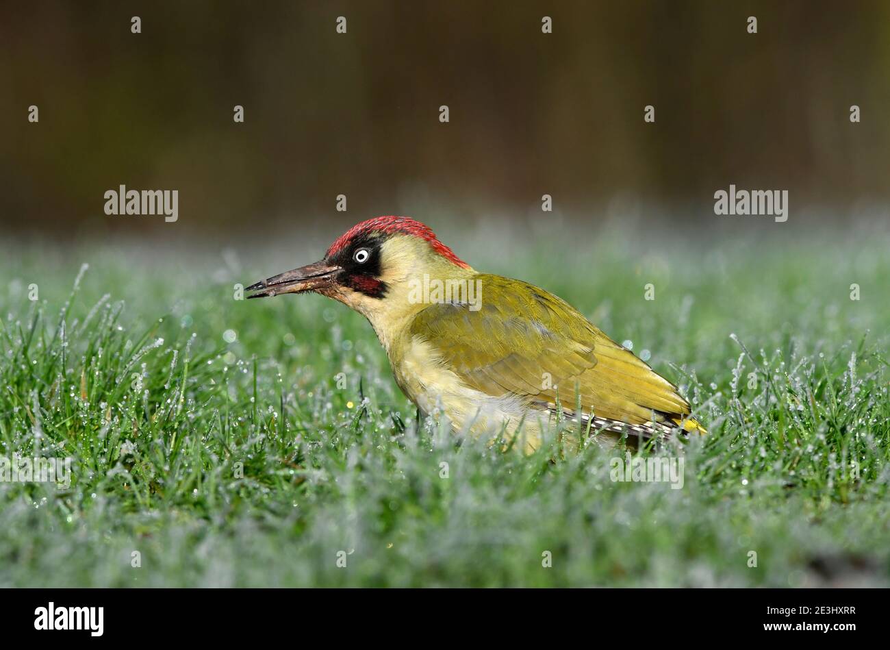 Green Woodpecker (Picus viridis) mâle debout sur sol herbacé, se nourrissant de fruits, pays de Galles, décembre Banque D'Images