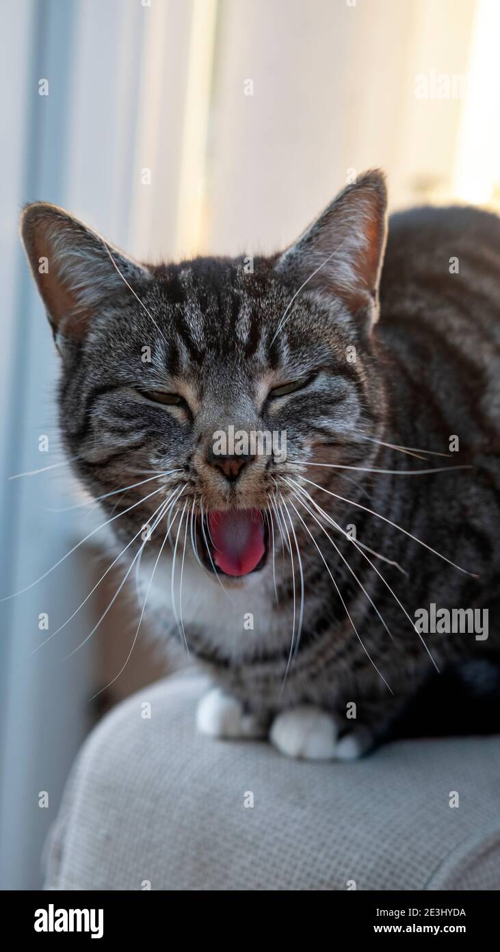 Portrait D Un Chat Mignon Faisant Des Visages Droles Avec La Langue Dehors Et Les Yeux Fermes Attrape A Mi Bat Ou Eternuement Jeune Cheveux Courts Mackerel Tabby Felin Animal Photo Stock Alamy