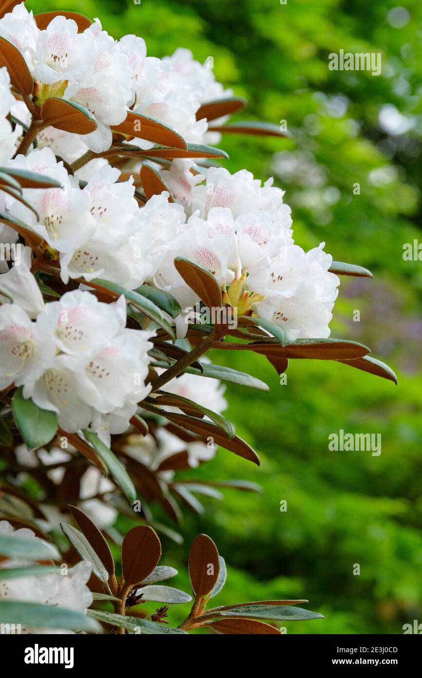 Rhododendron 'Hydon Velvet'. Feuilles vert foncé avec sous-sols brun cannelle et fleurs blanches rose pâle Banque D'Images
