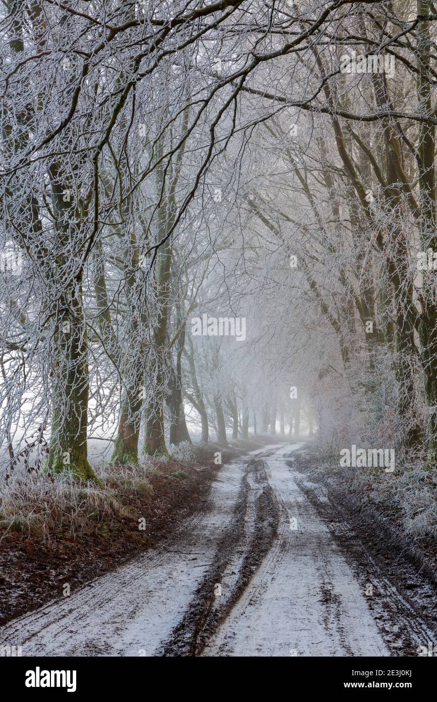 Route de campagne menant à travers des arbres couverts de glace de rime le matin d'hiver, Highclere, Hampshire, Angleterre, Royaume-Uni, Europe Banque D'Images