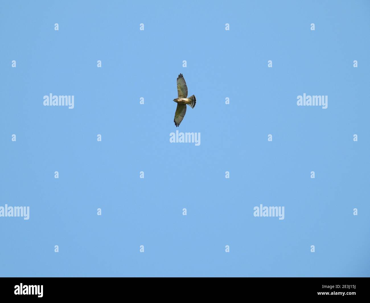 Hawk Flying : un faucon à queue rouge qui s'envolent dans un ciel bleu clair d'été avec des ailes étirées Banque D'Images