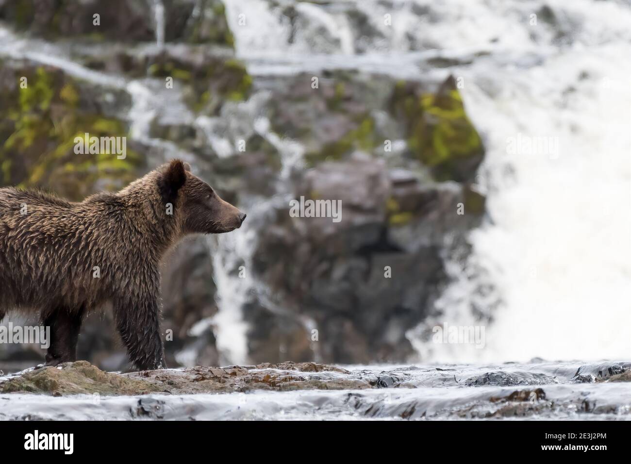 Un jeune ours brun côtier (Ursus arctos horribilis) devant une cascade en Alaska. Banque D'Images