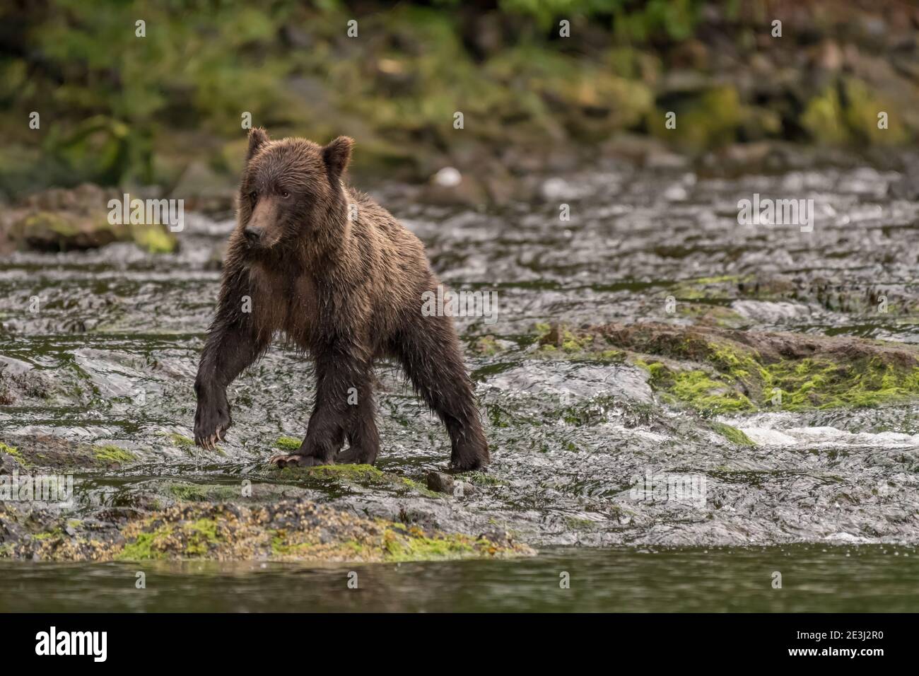 Un jeune grizzli (Ursus arctos horribilis) marchant sur la rive rocheuse d'une rivière avec un paw élevé en Alaska, aux États-Unis. Banque D'Images