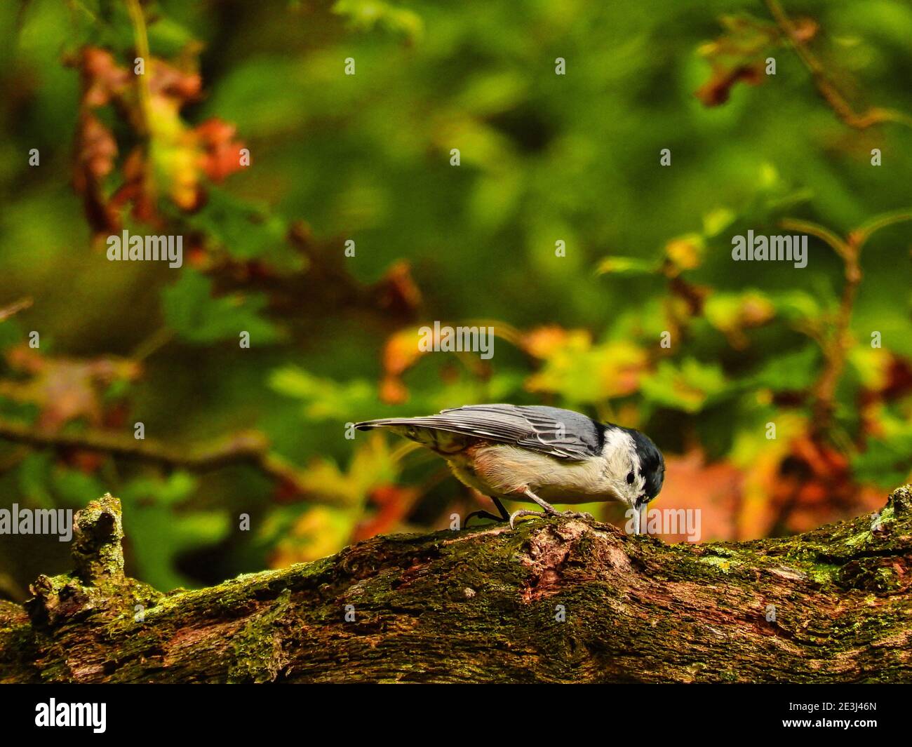 Nuthatch marche sur le limbe des arbres: Nuthatch à poitrine blanche promenades d'oiseaux sur le limbe des arbres à la recherche d'insectes avec des feuilles vertes et d'automne floues en arrière-plan Banque D'Images