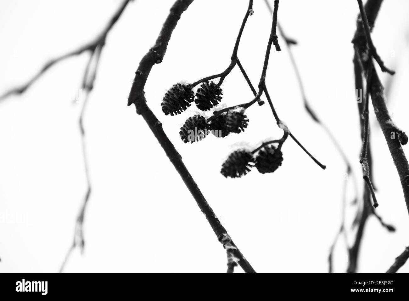 Les cônes d'aulne se rapprochent sur fond blanc flou, résumé hiver photo naturelle Banque D'Images