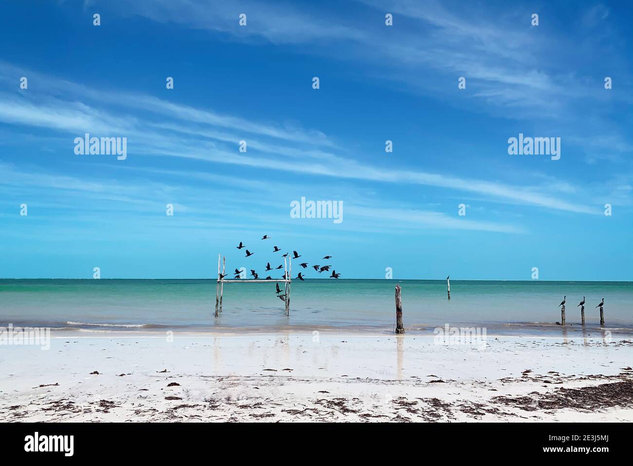 Oiseaux sur une belle plage dans l'île de Holbox dans la péninsule du Yucatan, Mexique Banque D'Images