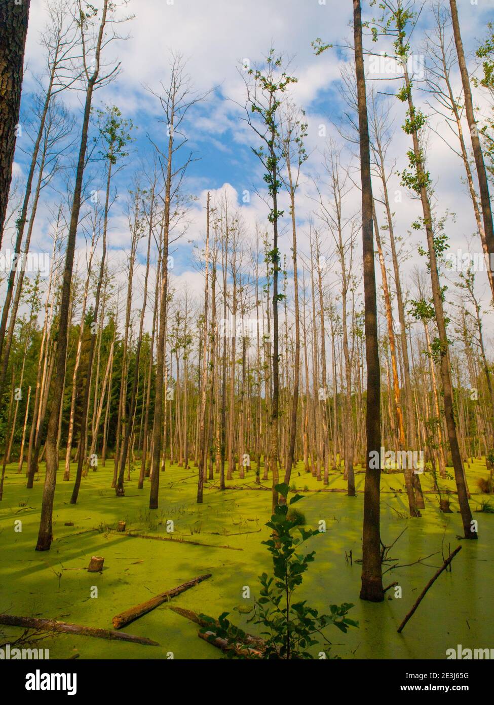 Marais de forêt humide plein d'algues vertes Banque D'Images