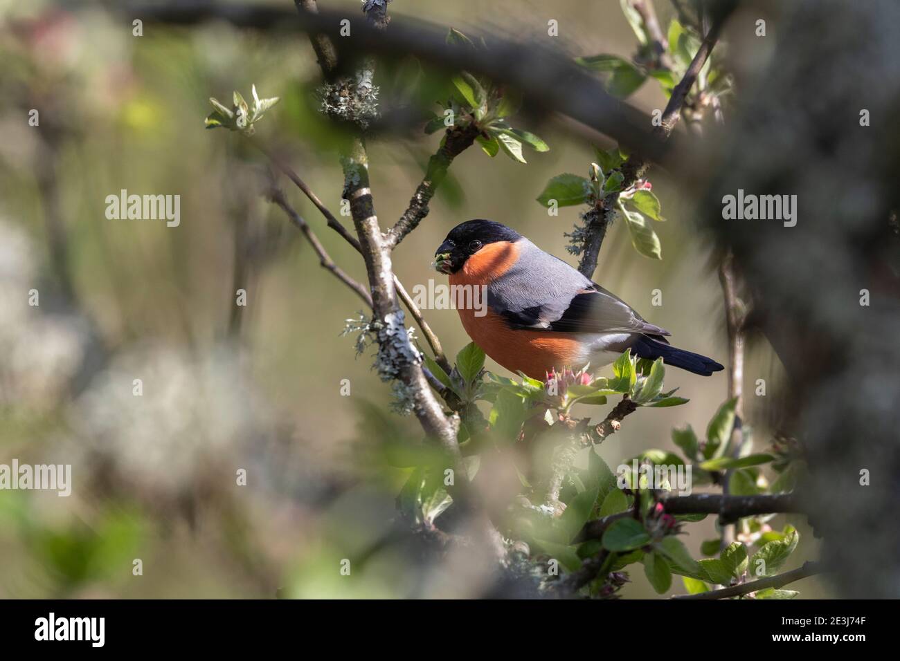 Bullfinch (Pyrrhula pyrrhula), parc national de Northumberland, Royaume-Uni Banque D'Images