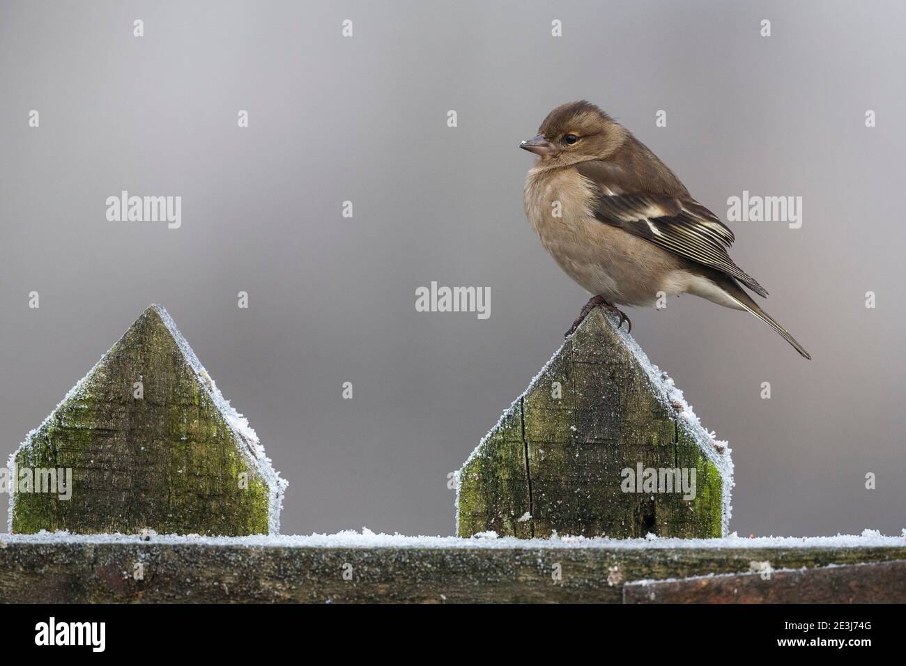 Chaffinch (Fringilla coelebs), parc national de Northumberland, Royaume-Uni Banque D'Images
