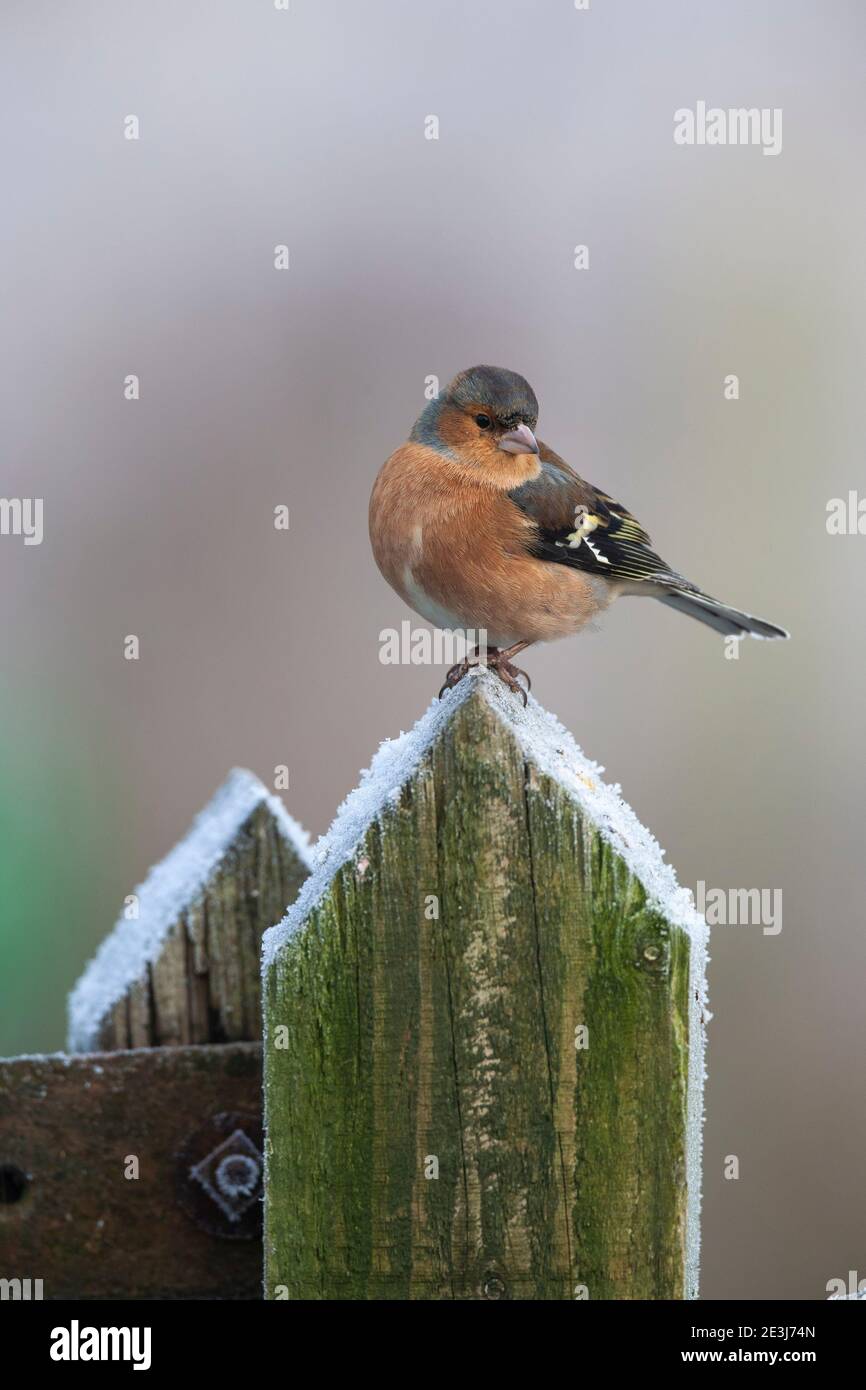 Chaffinch (Fringilla coelebs), parc national de Northumberland, Royaume-Uni Banque D'Images