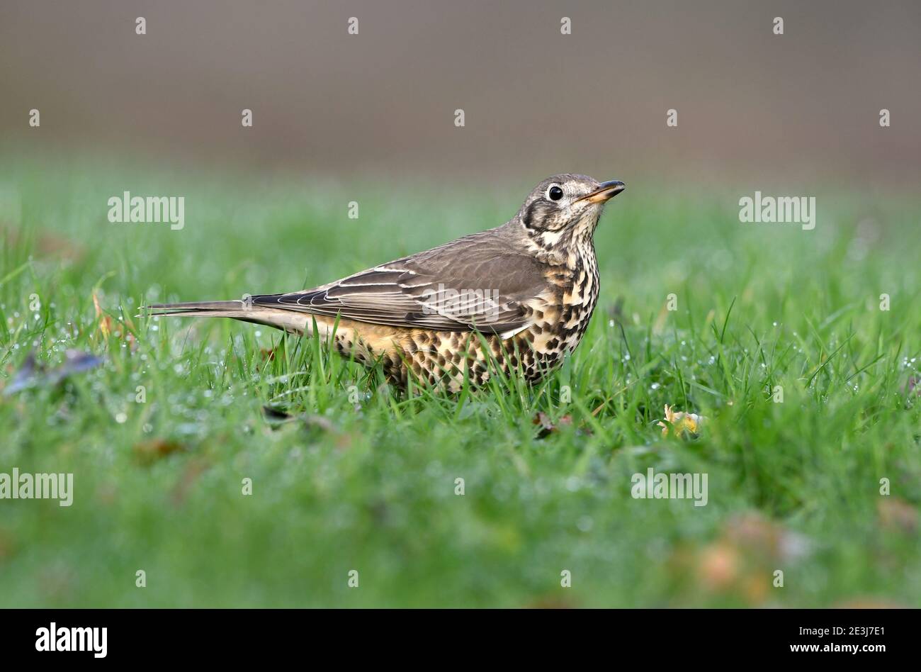 Mhistle Grush (Turdus visciphorus) debout sur un sol herbacé, se nourrissant de poire, pays de Galles, décembre Banque D'Images